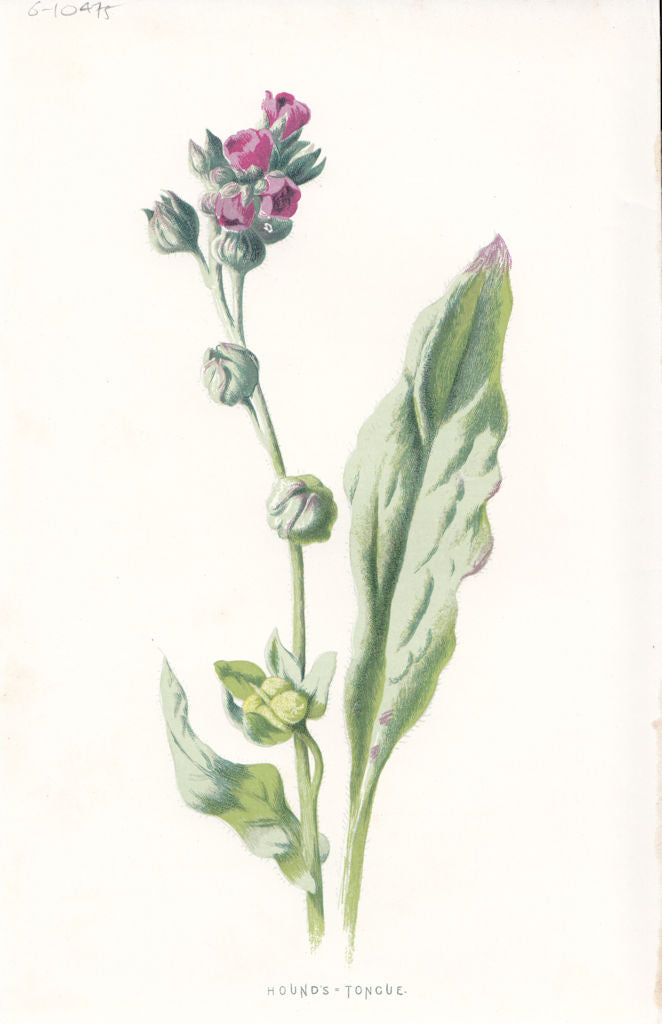 FLOWERS. Hound's Tongue c1895 old antique vintage print picture